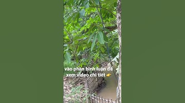 anh nhiều cần tiền giảm giá bán rẻ khu vườn tâm huyết của mình ở châu đức bà rịa vũng tàu