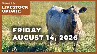 A big drop in cattle prices | Weekly Livestock Market Update
