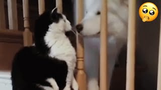 CATS vs DOGS!  Funny Cats And Dogs Vines For A Good Mood