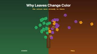 Why Do Leaves Change Color in Fall? The Chemistry Explained | Loopi Learn