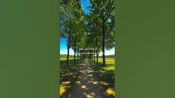 سورة التين| الشيخ مشاري راشد العفاسي quran #foryou #explore#