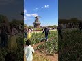 في بداية أول عشرة أيام من شهر مايو، يُقام مهرجان التوليب في هولندا، لكن أيضاً يوجد في ولاية ميشيغان،