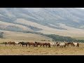 Wild Horses: Wyoming Perspectives