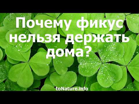 Почему фикус нельзя держать дома?