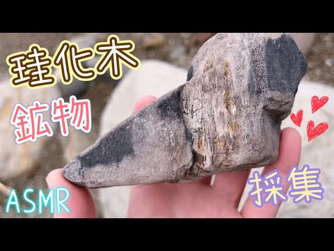 【お外でASMR】珪化木 (木の化石) やジャスパーを探しに海へ / テロップ有り【鉱物採集】
