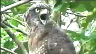 SUARA BURUNG ELANG ANAKAN COCOK UNTUK PIKATAN