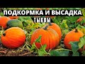 ПРОЖОРЛИВАЯ КРАСАВИЦА | Подкормка и высадка тыквы в открытый грунт