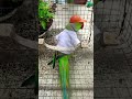 mummy Ka Pyara Mithhu #follow #talkingparot #lifeisbutadream #cutebird #birds #cuteparrot #mithhu