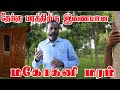 மகத்தான லாபம் தரும் மகோகனி மரங்கள் | MAHOGANY TREE FARMING AND CULTIVATION | sky fruit