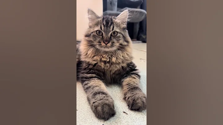 Watch the video about MEET THE PERSIAN CAT