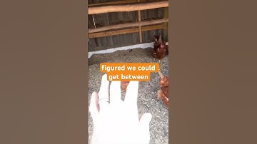 Deep Litter Method Chicken Coop #chickencoop #smallfarm #backyardchickens