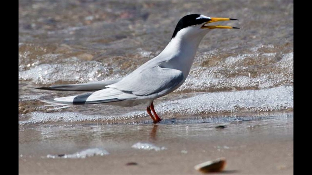 1 hour sound of Little tern - YouTube