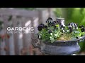 【GARDENS】ビオラとムスカリの寄せ植え | 黒のアーンでコーディネート | winter gardening lesson | 【ガーデンズ】