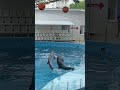 Люди и дельфины.Анапа.Дельфинарий.