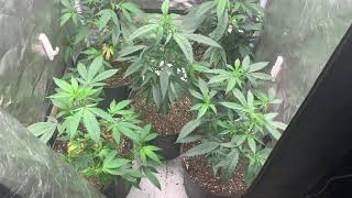Bloom Plus BP 1500 Tent almost ready to flip!!! #bloomplus #indoorgrower