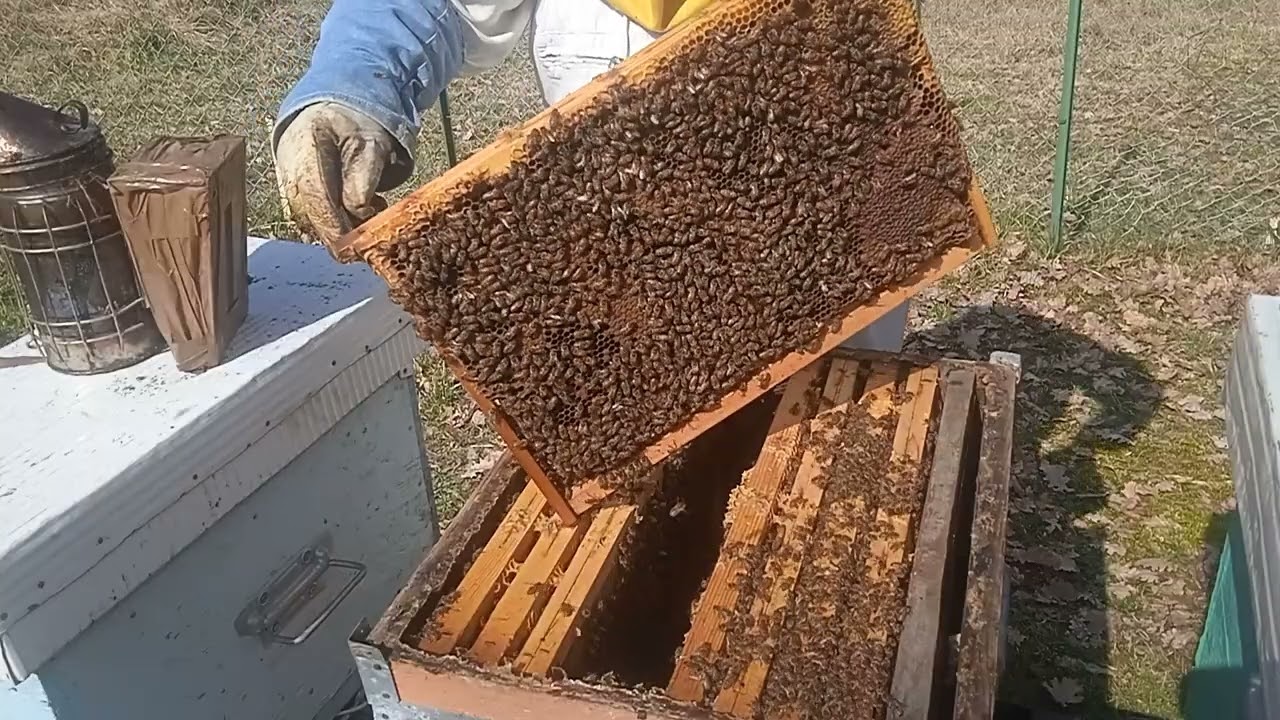 Cind ai sase rame cu puiet unde puneti rama maronie?