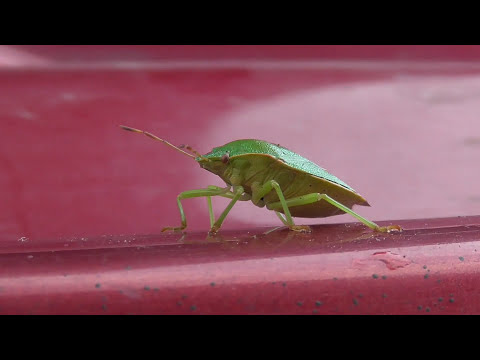 Video: Stink Bugs (19 Fotografií): Zelené Dřevité Smradlavé Brouky, Zahrada A Les, V Bytě, Na Malinách A V Domě. Co Jedí A Jak Vypadají?