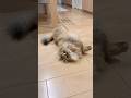 撮られていることに気付いて姿勢を正す猫 【サイベリアン】 #Shorts