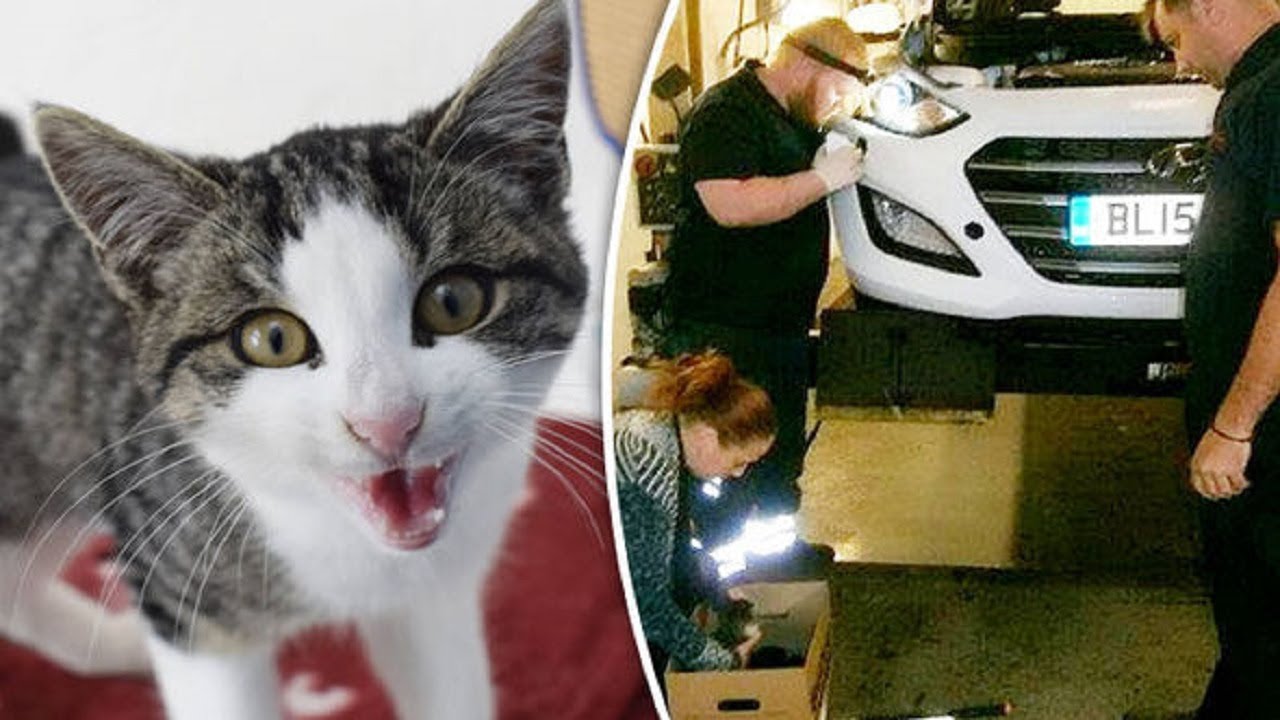 Kitten Survives A 300 Mile Journey From France To Britain Trapped In 