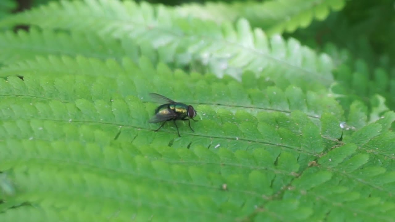 Padlinówka cesarska - Lucilia caesar