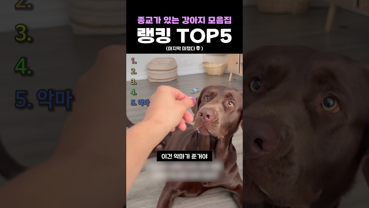 종교가 있는 강아지 모음집 랭킹 TOP5