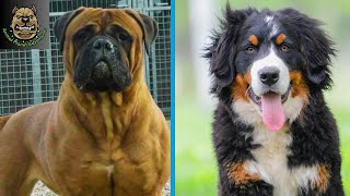 Top 10 breeds of working dogs that you did not know !