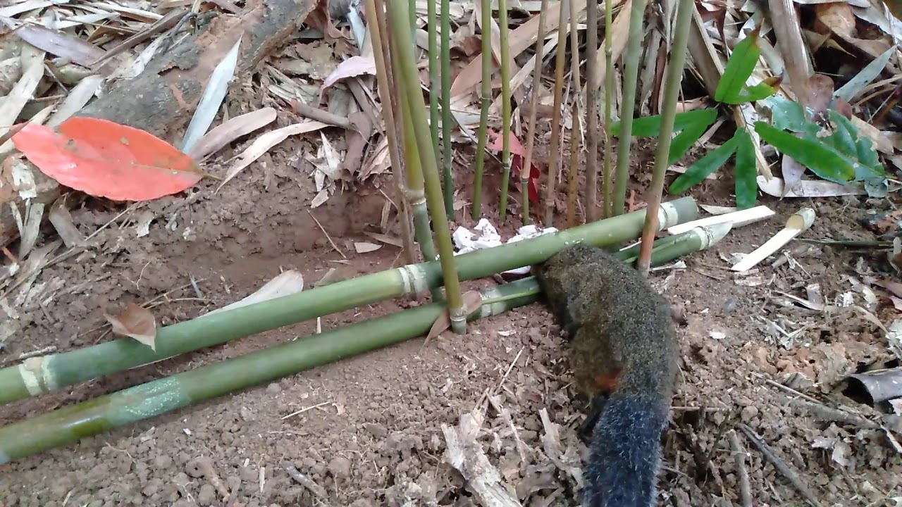 Đi thăm bẫy trúng mấy con sóc đất