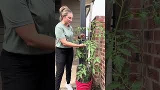 After TWO Dog Attacks… This Tomato Is Getting Serious 😳🍅
