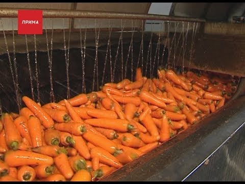 Как правильно выбирать и хранить овощи? Какой путь они проделывают до магазина?