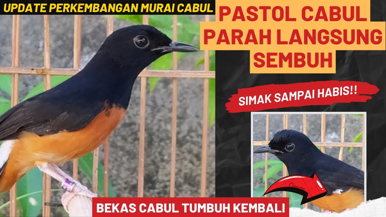 UPDATE HASIL PERAWATAN MURAI BATU CABUT BULU❗HASILNYA 90% SEMBUH❗