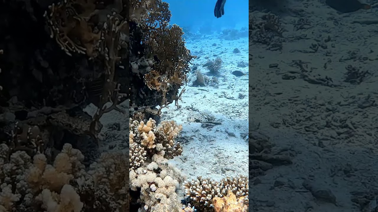 Рыба клоун и актинии  