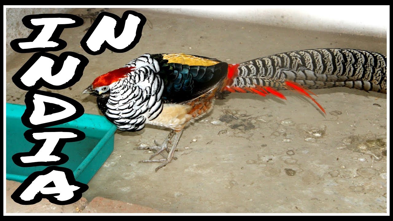 video to gif lady amherst pheasand bird in indai