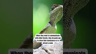 The Fascinating Reasons Why Lizards Do Push-Ups! 🤔 #shorts #animals