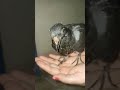 cute baby piegeon 🕊️