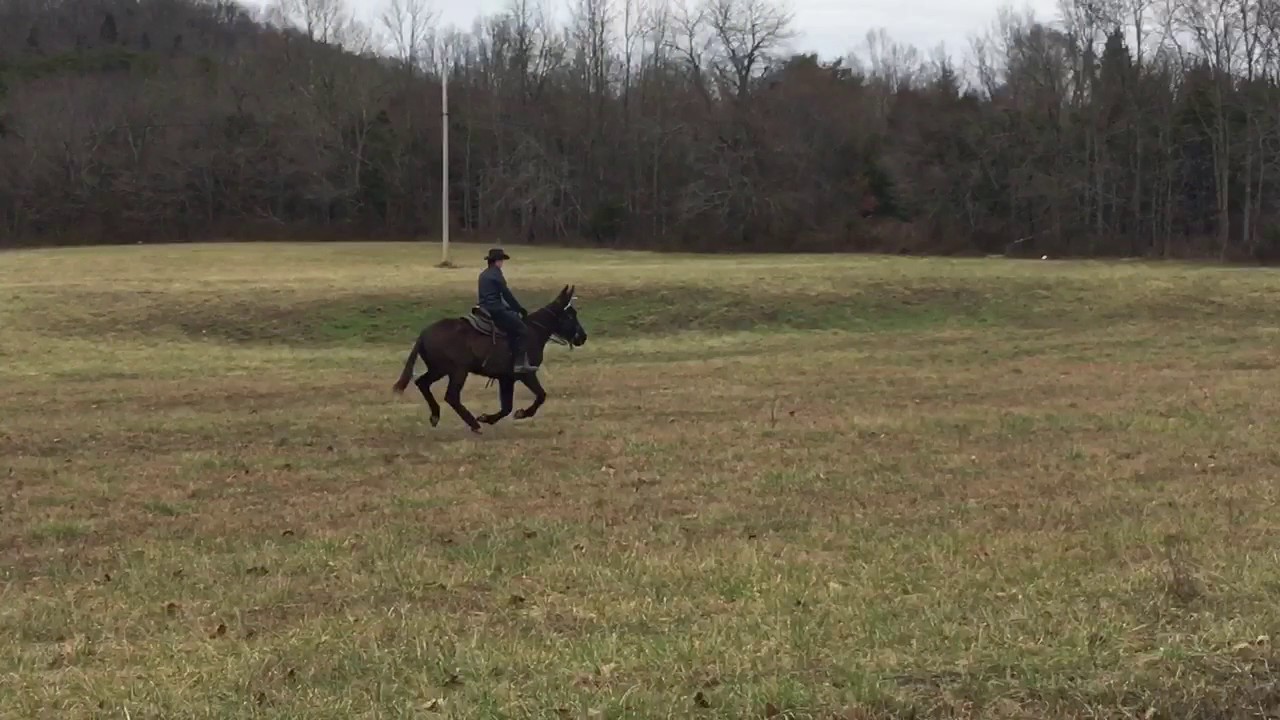 Queen. Molly Mule. Watch her lope.  For sale