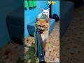 romantic cat.😁🤣#shorts #shortsfeed #funny #comedy #viral #reels #foryou#malotimurmu