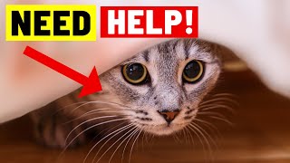 9 Critical Signs Your Cat Is Begging For Your Help