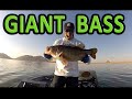 Big bass fishing drop shot - Large Mouth Bass