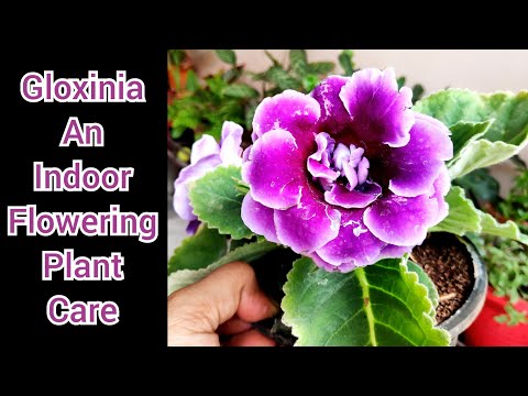 Video: Gloxinia Flower Care - Informații despre cum să crești Gloxinia Flowering Houseplant