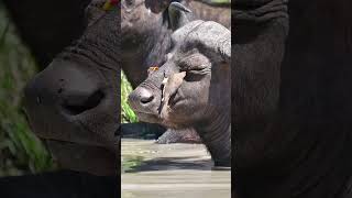 Yellow billed Oxpecker cleaning Cape Buffalo eye