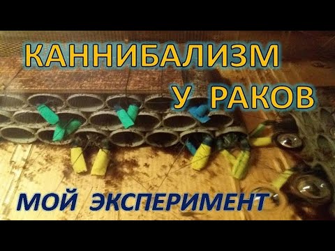 Video: Кантип акылдуураак болууга болот: өзүн-өзү насостоо үчүн илимий мамиле