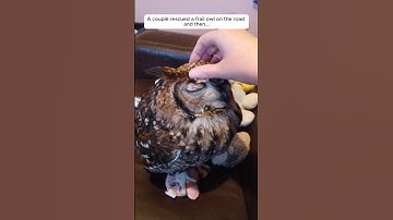 A couple rescued a frail owl on the road, and then...