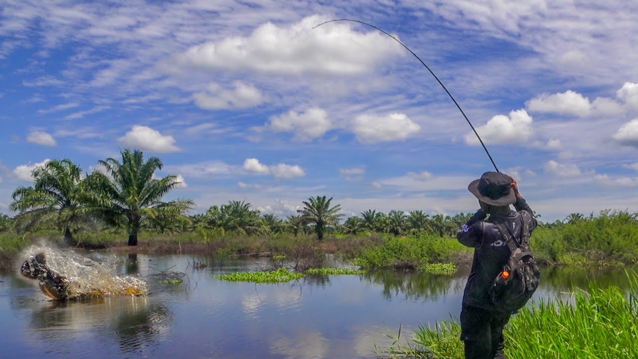 STOP !!! KODOK BESAR INI DIHAJ4R HABIS2AN OLEH PENUNGGU SUNGAI ALAM 😱