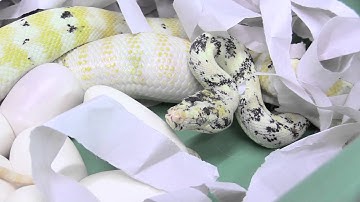 Chimera/Paradox Carpet Python Laying Eggs : K Brothers Pythons : Bonus Footage