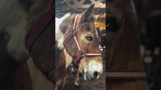 We will be at the slaughter holding facility shortly.