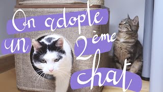 On adopte un 2ème chat | VLOG