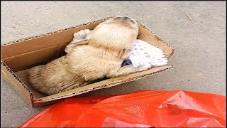 A 1weekold puppy lies shivering in a cardboard box  struggling desperately crying for its mother