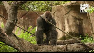 New Gorilla Group Out Together - Cincinnati Zoo