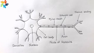 How to Draw a Neuron Or Nerve Cells | Class 9-10 || Biological Drawing