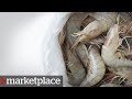 Testing shrimp for antibiotic-resistant bacteria (Marketplace)